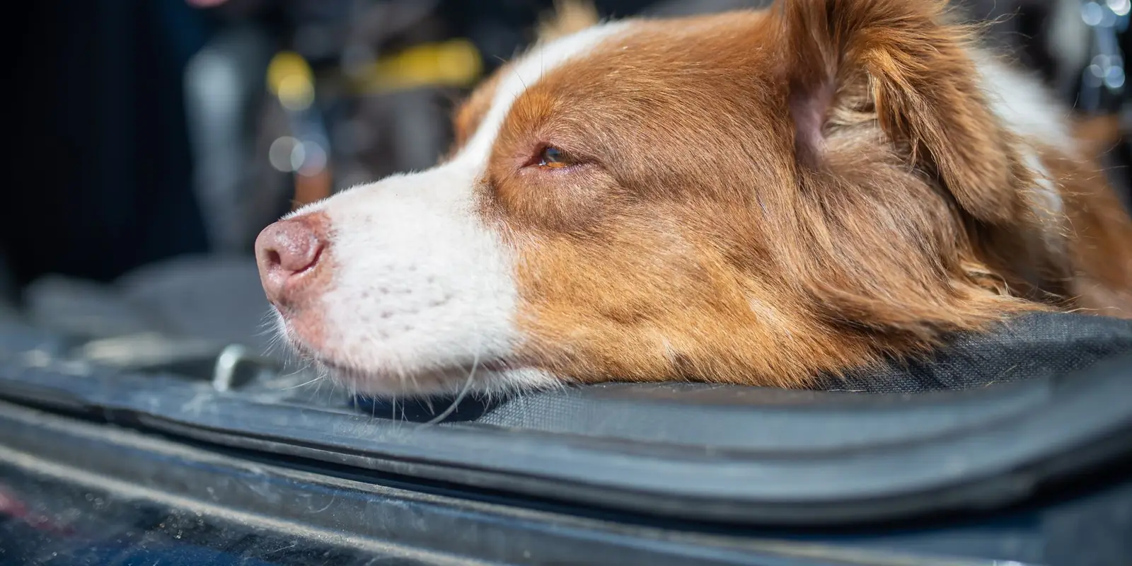 Brown and white dog resting its head inside a car